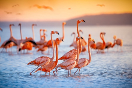 Lake Nakuru