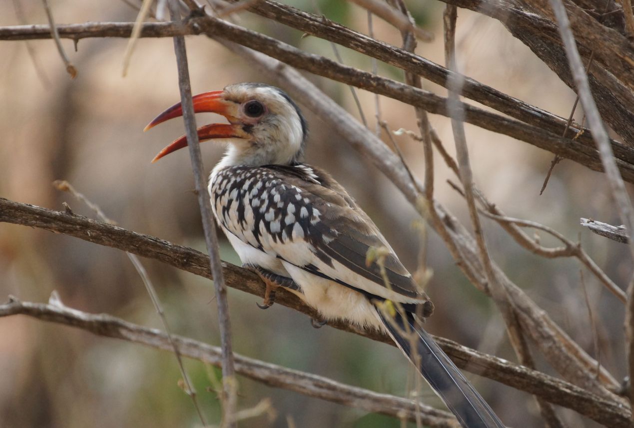 9 Days Bird Watching Kenya Safari