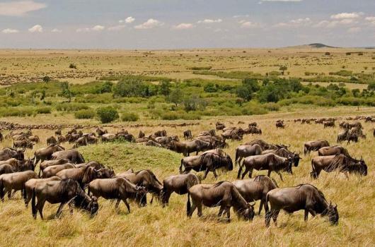 Masai Mara